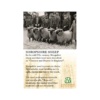 img shropshire sheep 10.12.29 am